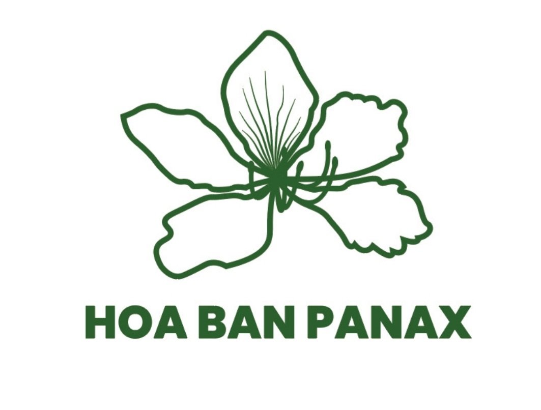 Hoa Ban Panax